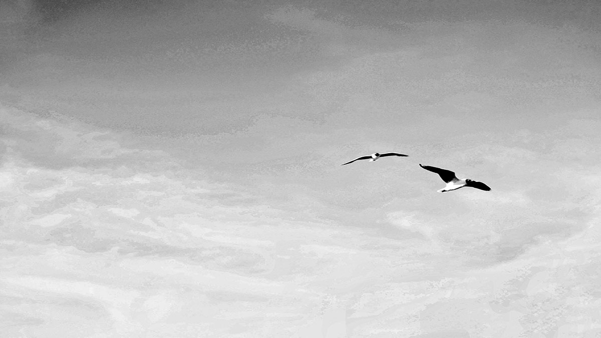 seagulls with sky